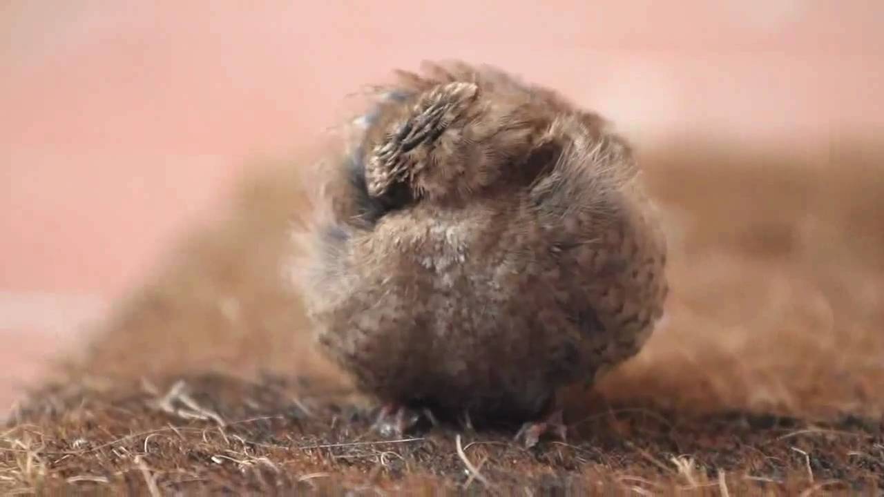Little Bird Sleeping - YouTube