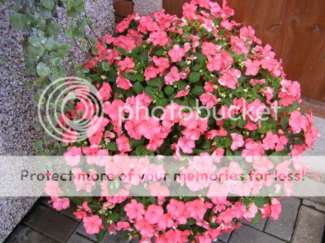 http://i27.photobucket.com/albums/c186/DavidKnapper/003-4.jpg