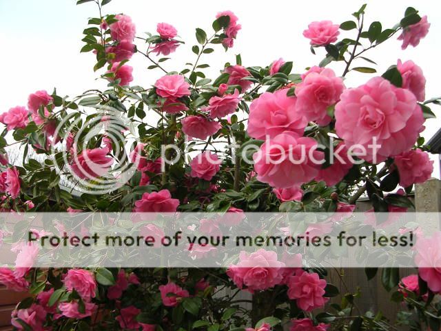 http://i27.photobucket.com/albums/c186/DavidKnapper/DSCN0796.jpg