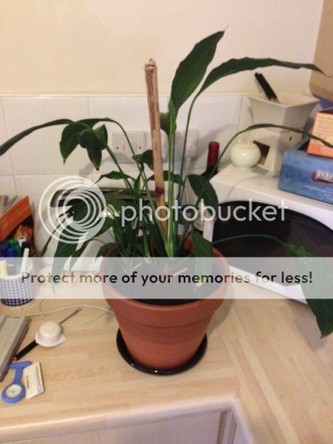 http://i853.photobucket.com/albums/ab93/martin2345uk/image.jpg