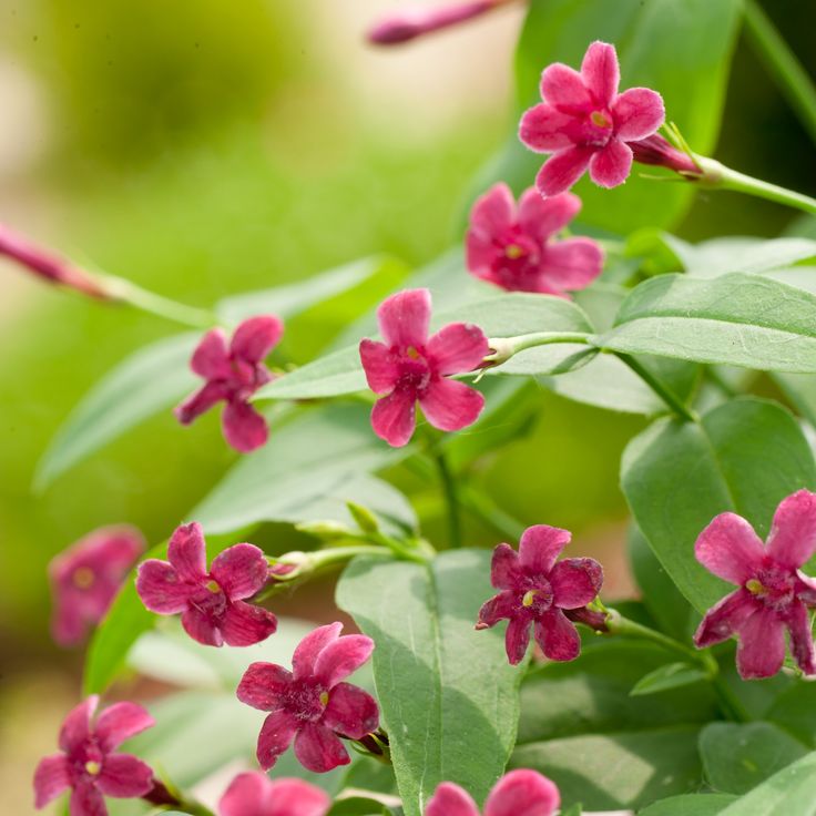 Jasminum beesianum - Red Jasmine