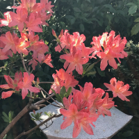 deborahjwright
