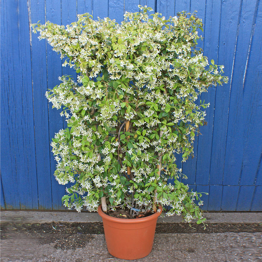 http://www.notonthehighstreet.com/system/product_images/images/000/772/879/original_trachelospermum-jasminoides-on-a-frame.jpg