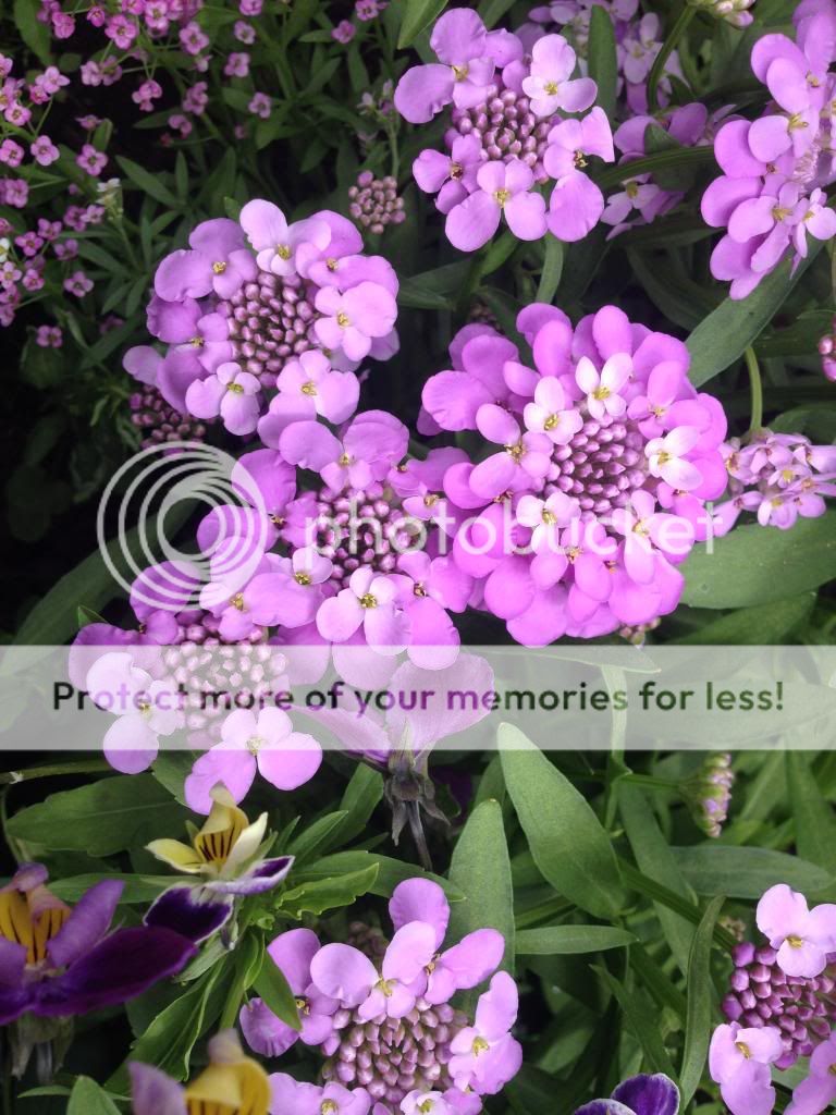 http://i1074.photobucket.com/albums/w410/kathryncraig/1C3FB4CA-502B-49E0-80BF-0CCE15E523ED.jpg