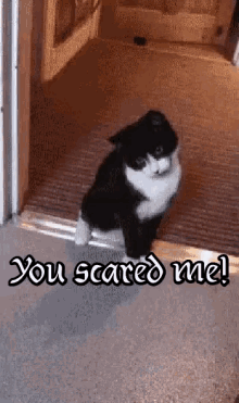 Scaredy Cats GIFs  Tenor