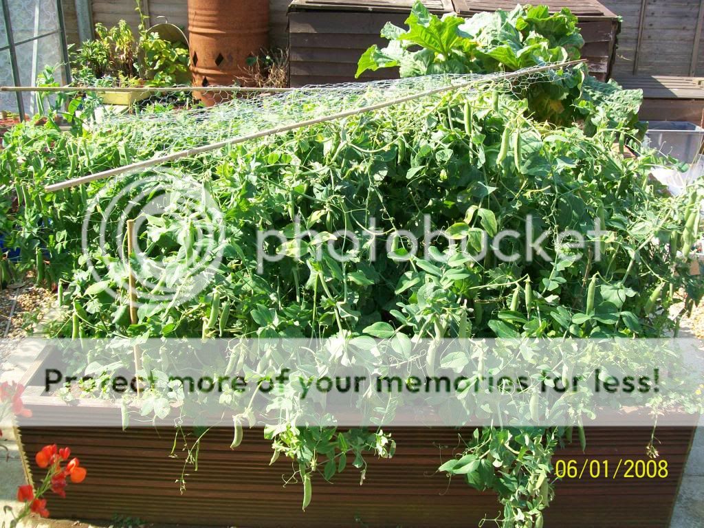 http://i1015.photobucket.com/albums/af278/bubbling_bubble_bee/gardening/peas_zpscdde2e7f.jpg
