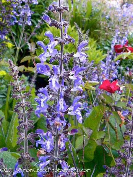 Image result for salvia forsskaolii