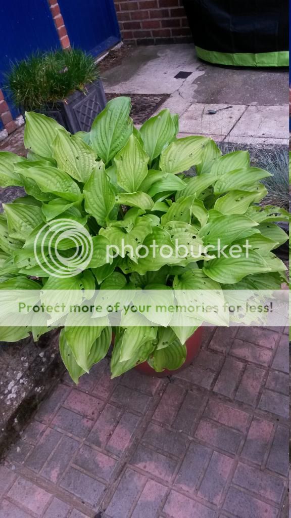 http://i819.photobucket.com/albums/zz113/LadyClarington/20140603_183938_zpswvggdeg7.jpg