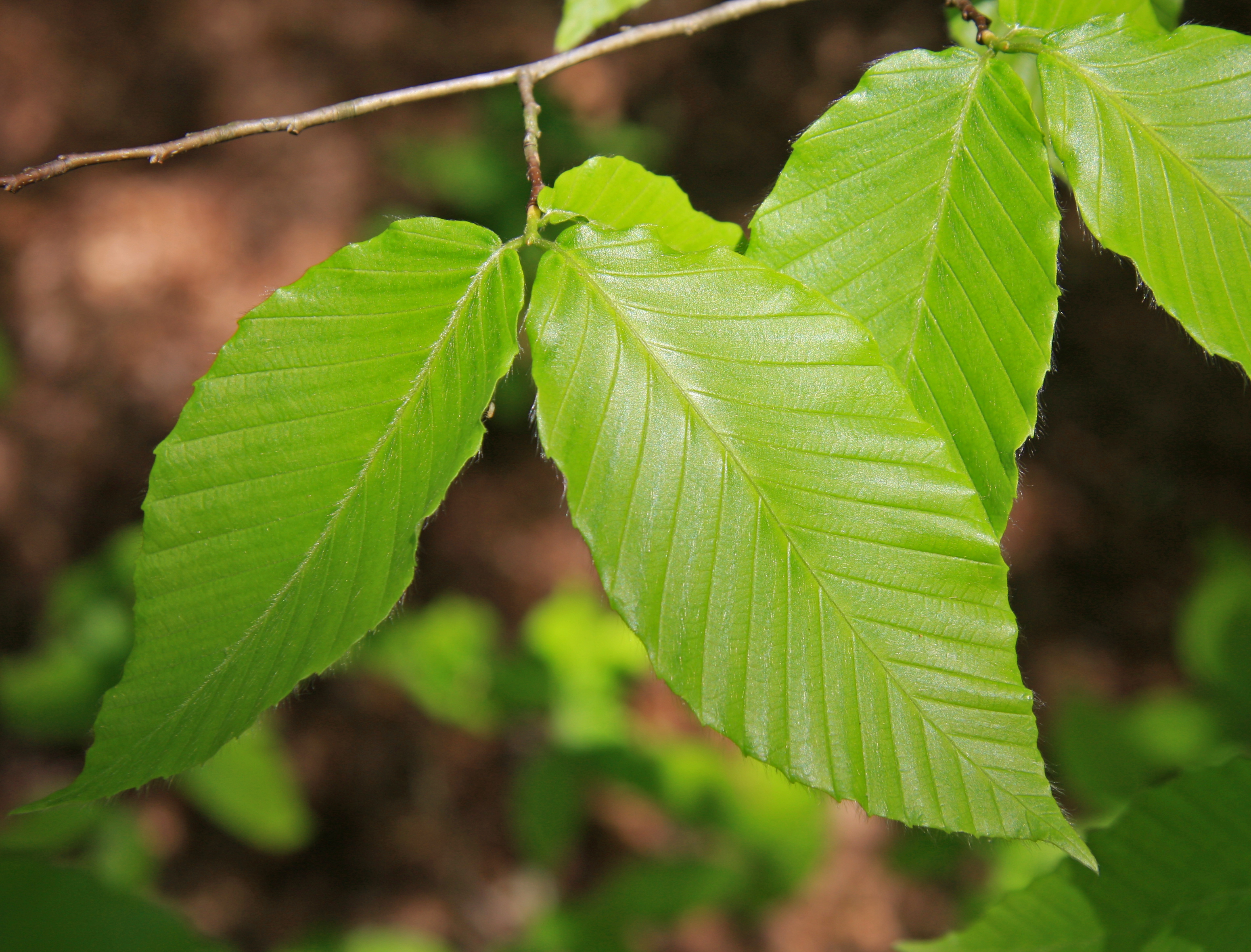 http://upload.wikimedia.org/wikipedia/commons/4/45/Fagus_grandifolia_beech_leaves_close.jpg