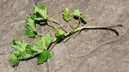 Image: https://us.v-cdn.net/6030279/uploads/editor/us/pp7bg342kpx2.jpg