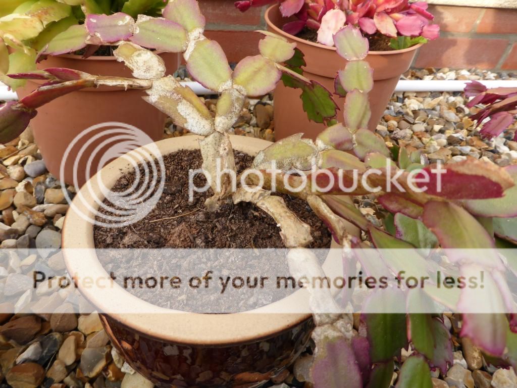 http://i24.photobucket.com/albums/c44/alicekonash/P1010327_zpse3ae9056.jpg