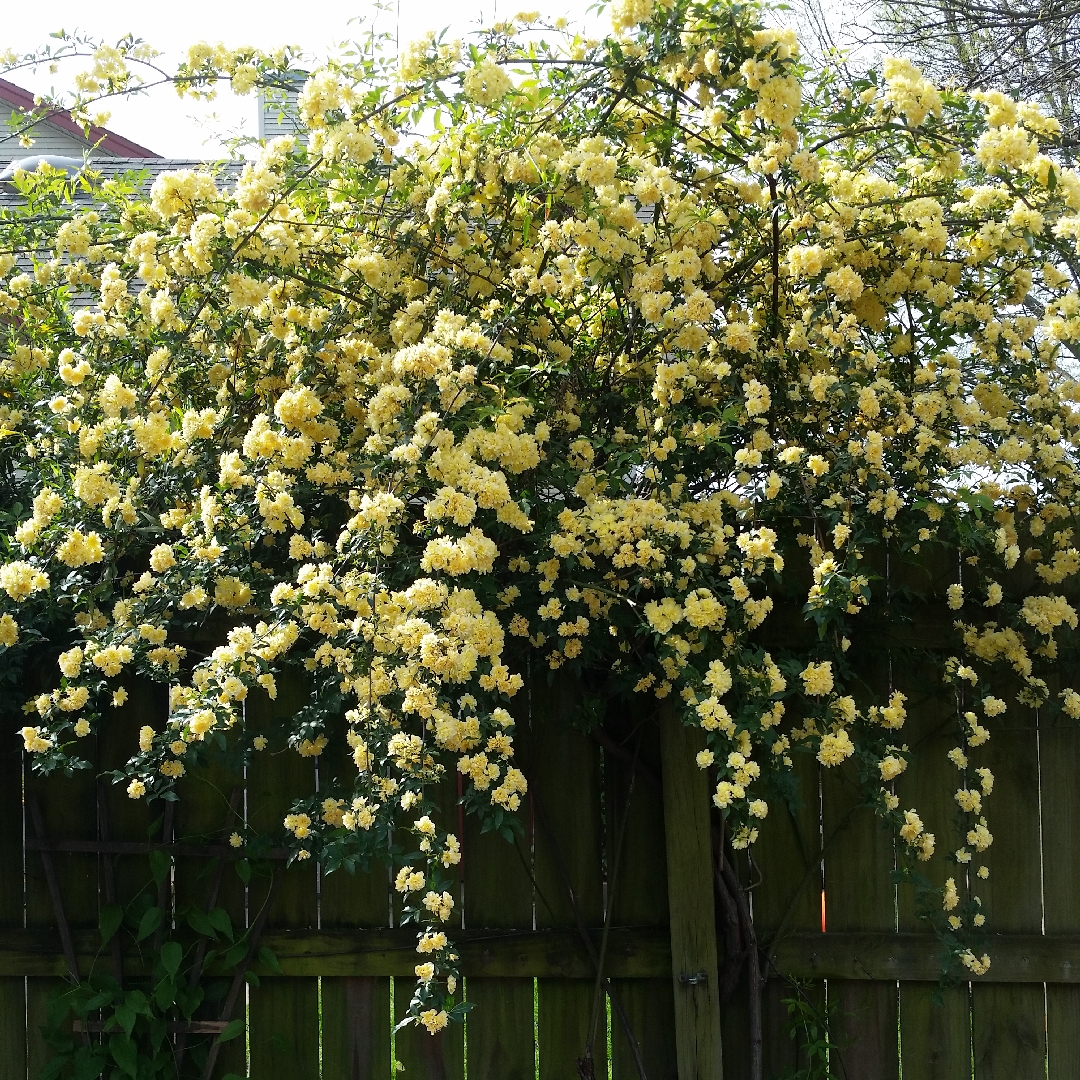 Rosa banksiae Lutea Lady Banks Rose Lutea in GardenTags plant  encyclopedia
