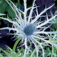 SpikyButStunning