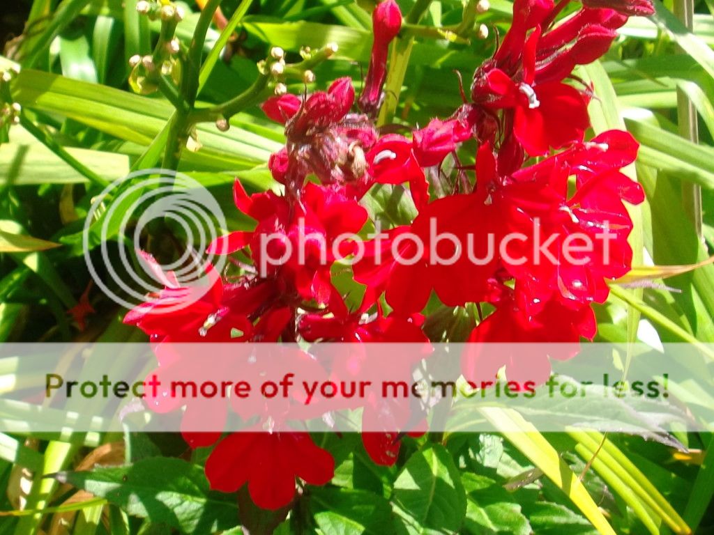 http://i1143.photobucket.com/albums/n627/thedogcody/garden%209th%20august/2012_08090011.jpg