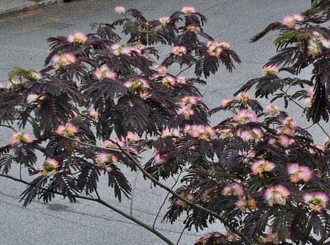 Albizia julibrissin Summer Chocolate PP13822  Mimosa  Silk Tree  plant  lust