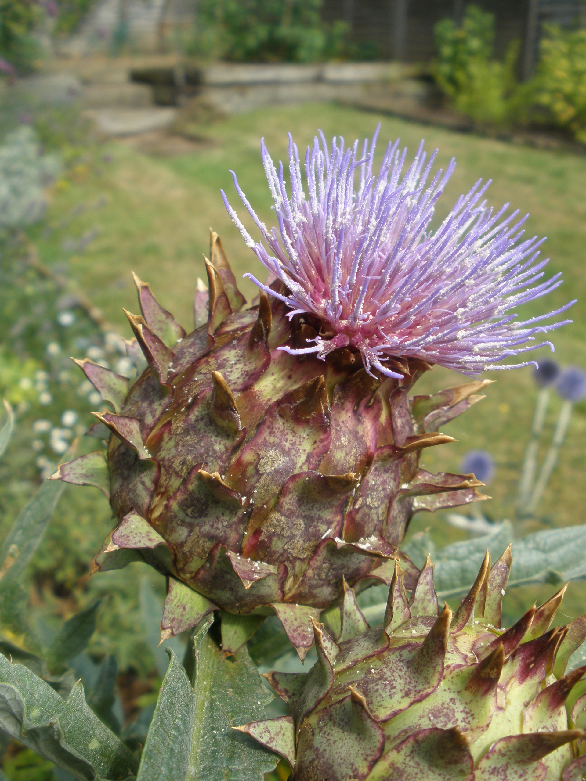 Cardoon