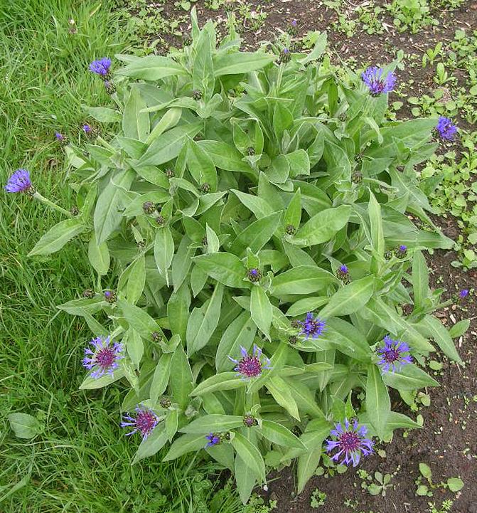 https://flightplot.files.wordpress.com/2012/05/perennial-cornflower-centaurea-montana.jpg?w=671