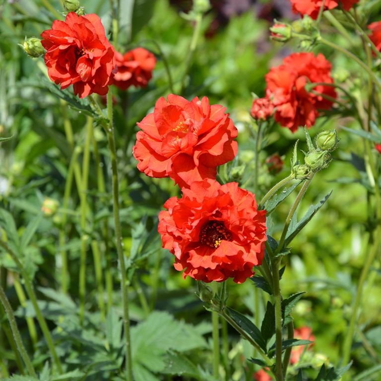 Geum chiloense 39Blazing Sunset39