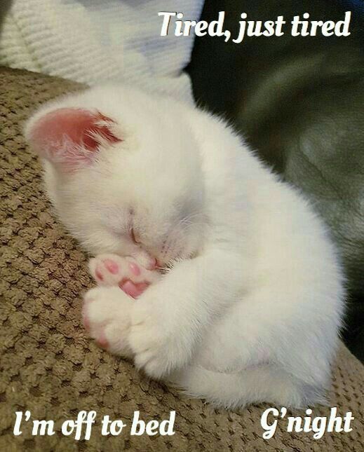 4519 Blessings From Willine  Cute baby animals Cute animals Kittens  cutest