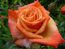 GardenReg