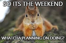 Image tagged in sara squirrel - Imgflip