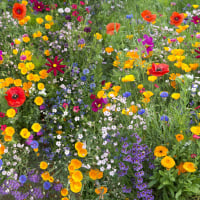 HelloFellowGardeners