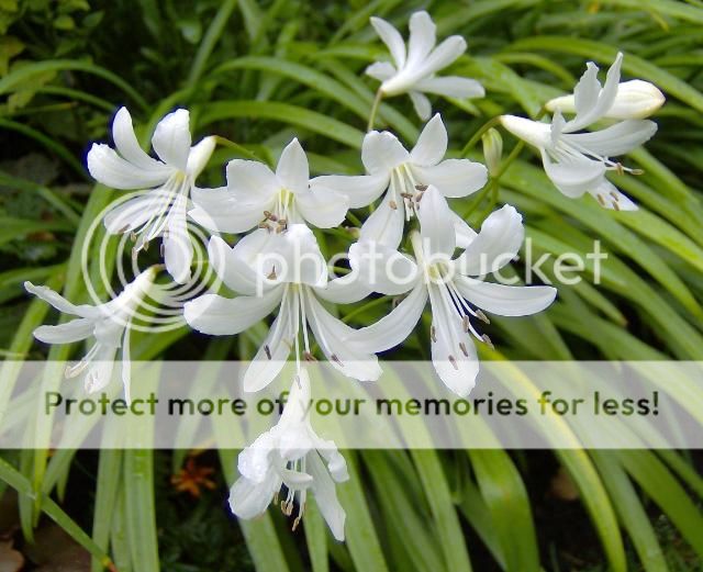 http://i1131.photobucket.com/albums/m551/lilylouise1/ghfrontgardenetc005.jpg