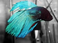 EnigmaticGuppy92