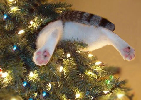 Image result for Cat up Christmas tree
