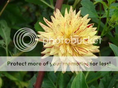 http://img.photobucket.com/albums/v11/otnorot/All%20plants/031-8-1.jpg