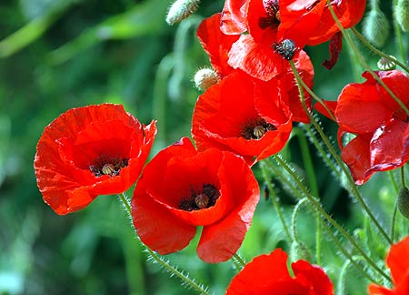 Poppy Red