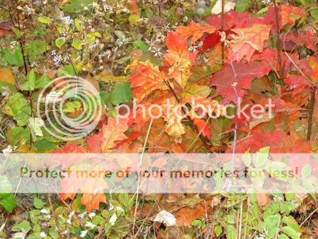 http://img.photobucket.com/albums/v11/otnorot/things/OctatDavesandothers005.jpg