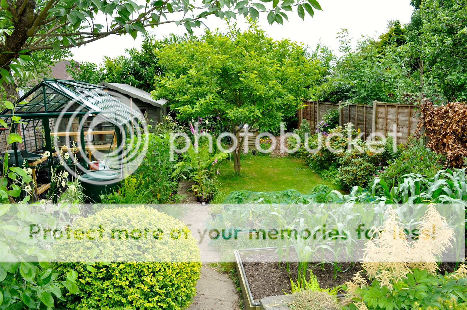 http://i232.photobucket.com/albums/ee192/thebear843/Garden/061_zpsgtcjgz7d.jpg