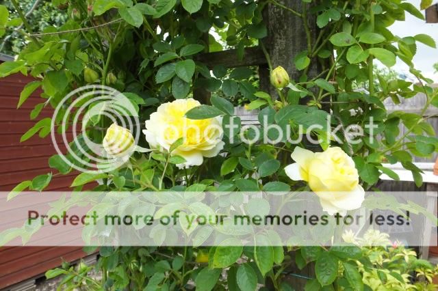 http://i27.photobucket.com/albums/c186/DavidKnapper/004_zps92080284.jpg