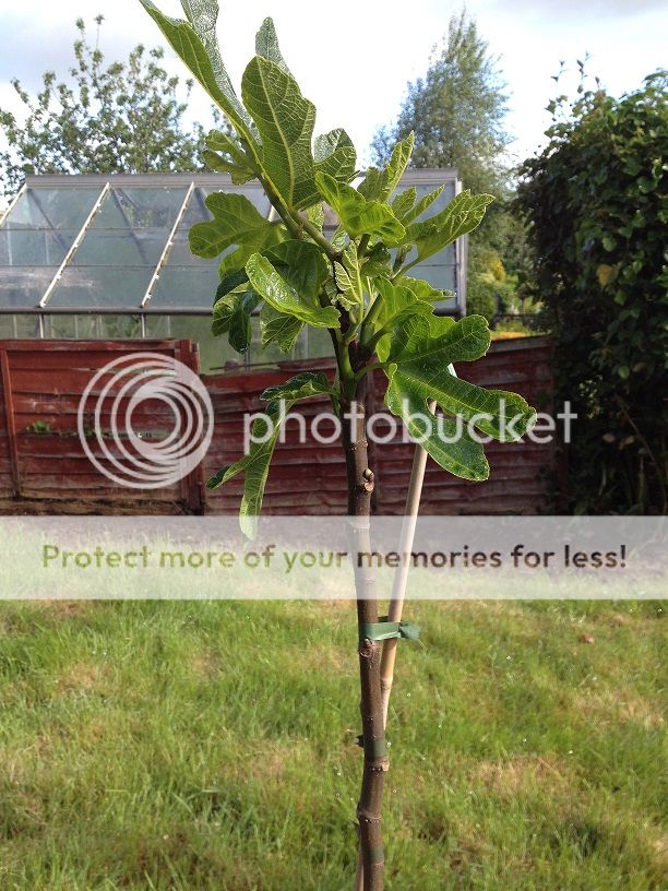 http://i184.photobucket.com/albums/x55/rs3100/Fig%20tree/image_Fig1.jpg