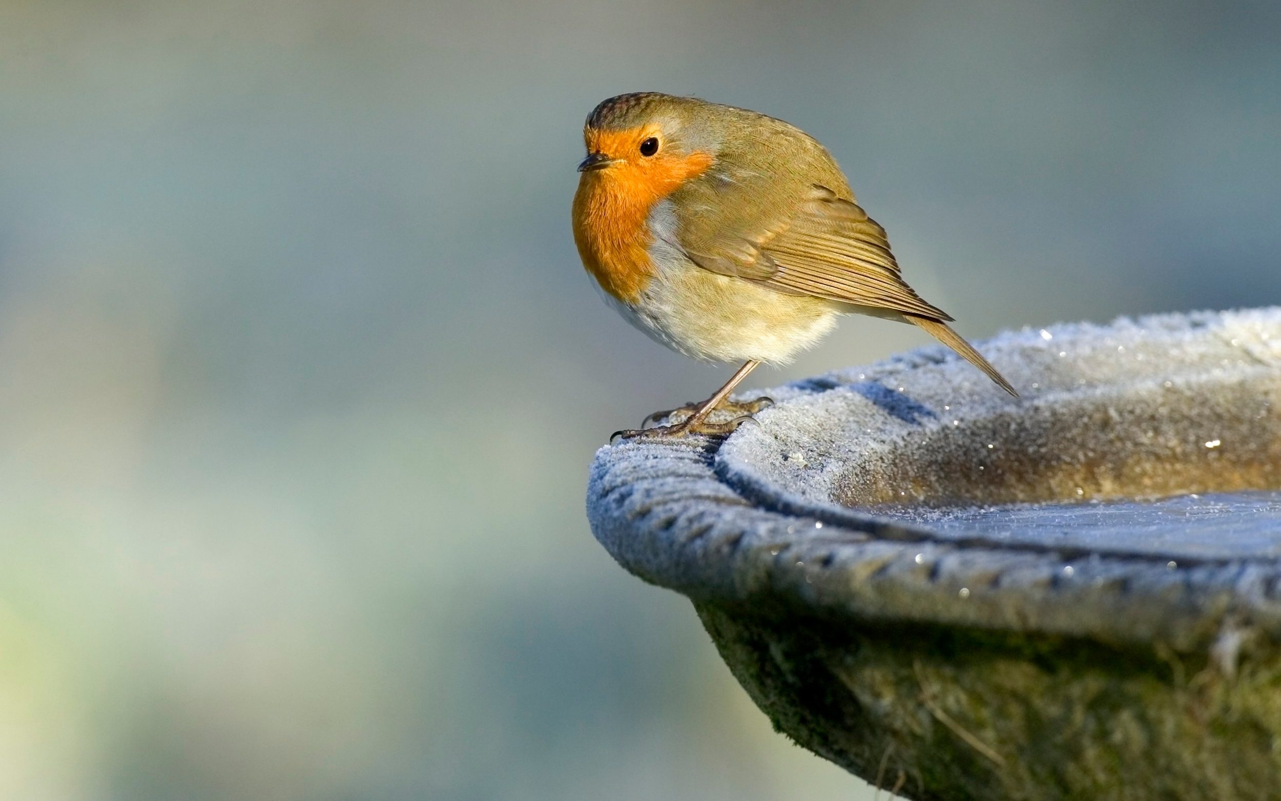 Image result for frozen bird bath images