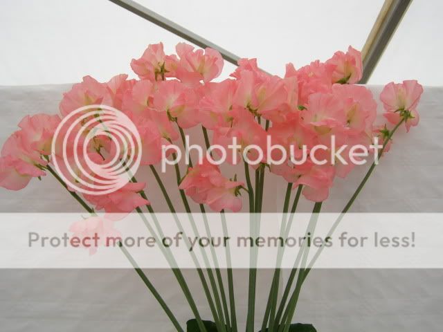 http://i27.photobucket.com/albums/c186/DavidKnapper/Wem/P7180009.jpg