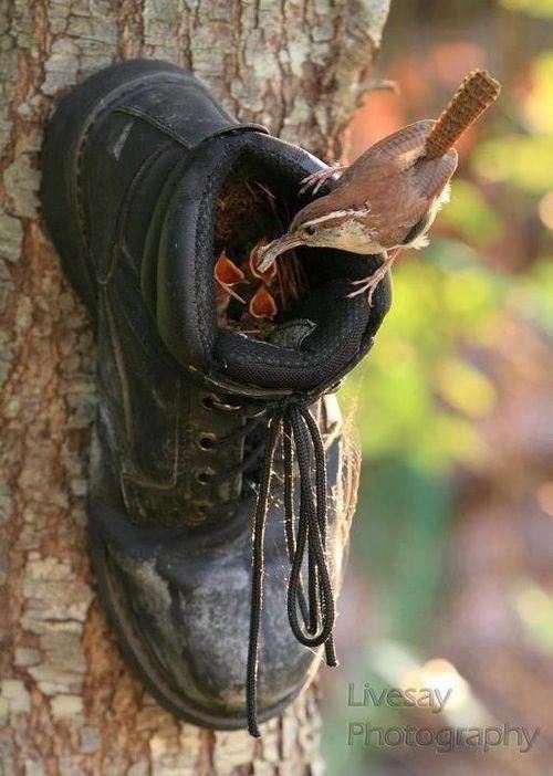 https://mepbirdhouse.files.wordpress.com/2015/02/boot-birdhouse-1.jpg