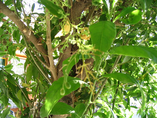 http://farm8.staticflickr.com/7392/9194356765_52c6afde1d.jpg