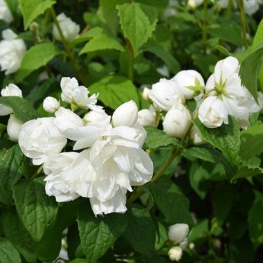 Image result for philadelphus virginal