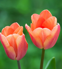 Tulip Apricot Foxx