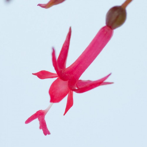 Orange Star