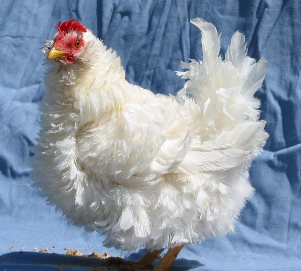chickenlady