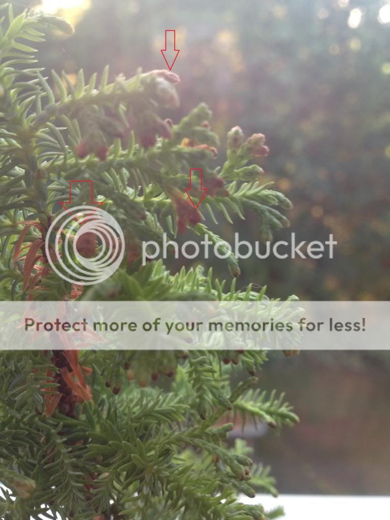http://i1274.photobucket.com/albums/y435/talksr/Plants/photo2_zpsd0f18e8f.jpg