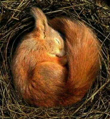 Pin by Chris C on Squirrels  Sleeping animals Cute animals Red squirrel