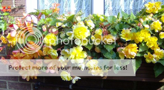 http://i1131.photobucket.com/albums/m551/lilylouise1/garden059-1.jpg