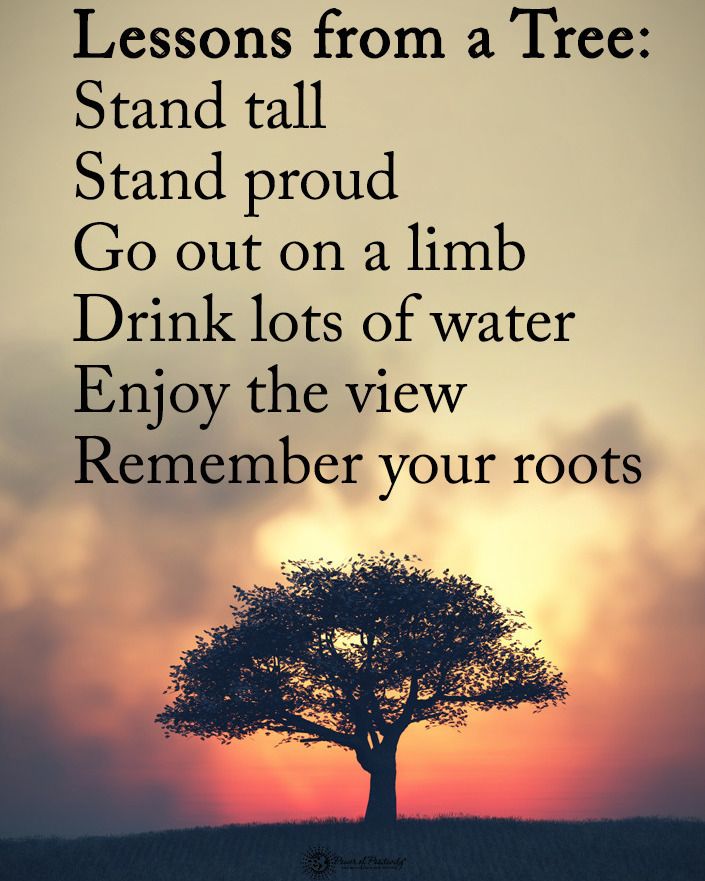 Power of Positivity on Instagram Double TAP if you agree Lesson from a  Tree Stand tall Stand proud Go out on a   Tree quotes Today quotes  Stand tall quotes