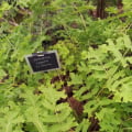 FernLover