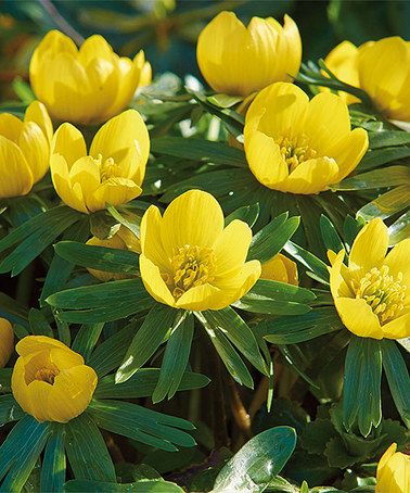 68 Eranthus ideas  plants flowers globe flower