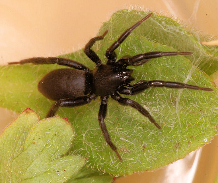 http://ednieuw.home.xs4all.nl/Spiders/Gnaphosidae/Zelotes_pusillus_D4787.jpg